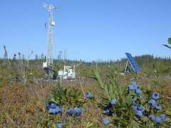 Image of a FLUXNET site in Canada