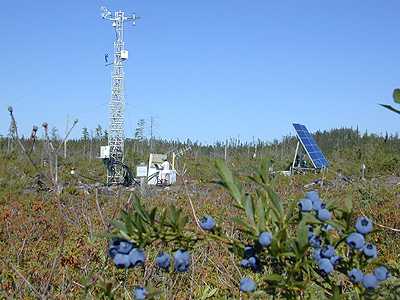 Image of a FLUXNET site in Canada